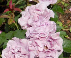 Роза флорибунда Терра Лимбургия (Terra Limburgia)
