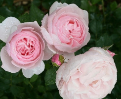 Роза английская Хэритейдж (Heritage)