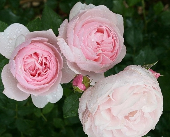 Роза английская Хэритейдж (Heritage)