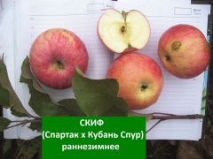 Яблоня Скиф (зима) НОВИНКА!