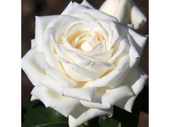 Роза  чг Мачо (бел,100см), с4