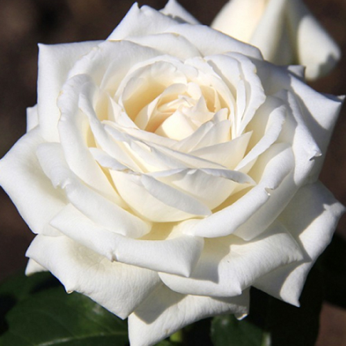 Роза  чг Мачо (бел,100см), с4