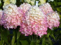 Гортензия метельчатая Меджикал Свит Саммер /Magical Sweet Summer, с3