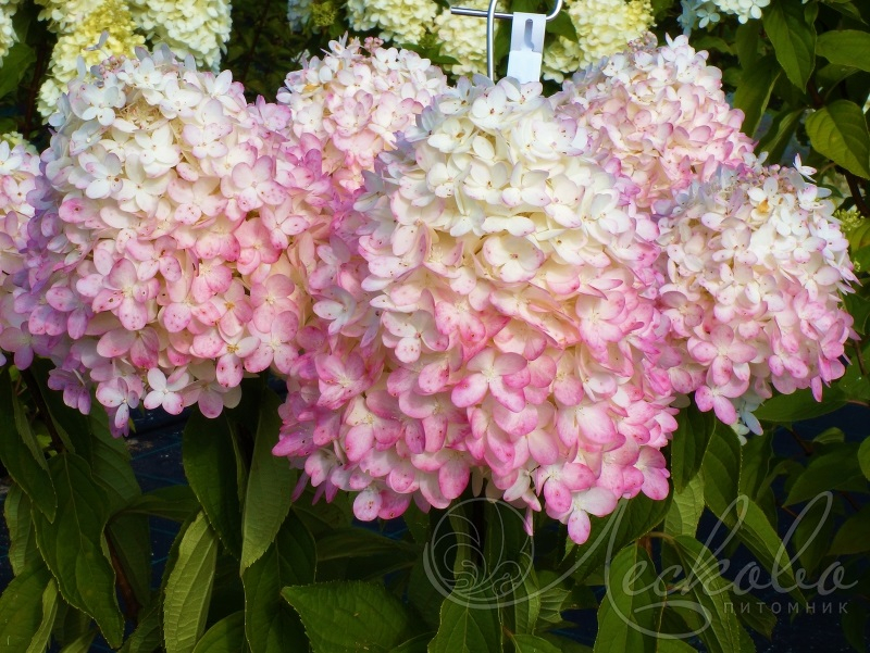 Гортензия метельчатая Меджикал Свит Саммер /Magical Sweet Summer, с3