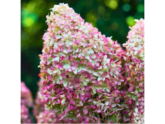Гортензия метельчатая Роял Флауэр / Royal Flower, с3