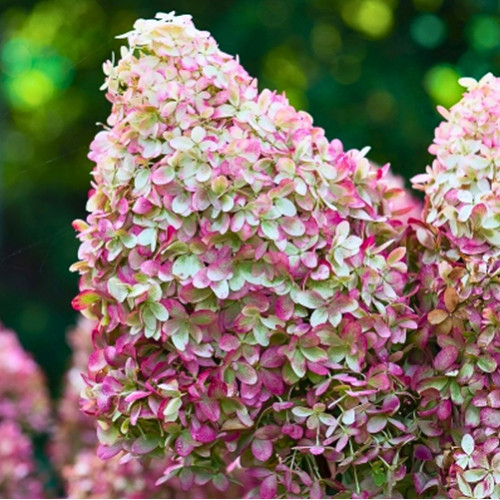 Гортензия метельчатая Роял Флауэр / Royal Flower, с3