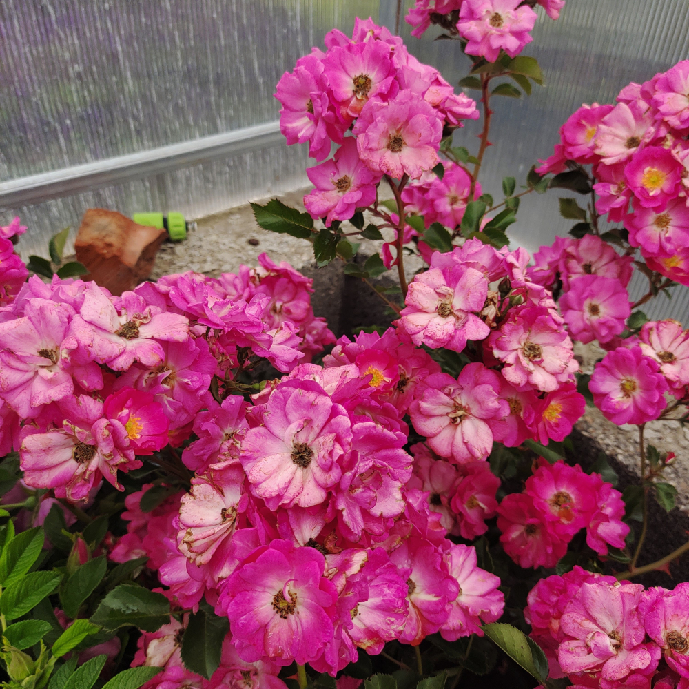 Роза мини шраб Лупо (роз, 40-50см), с3 КС