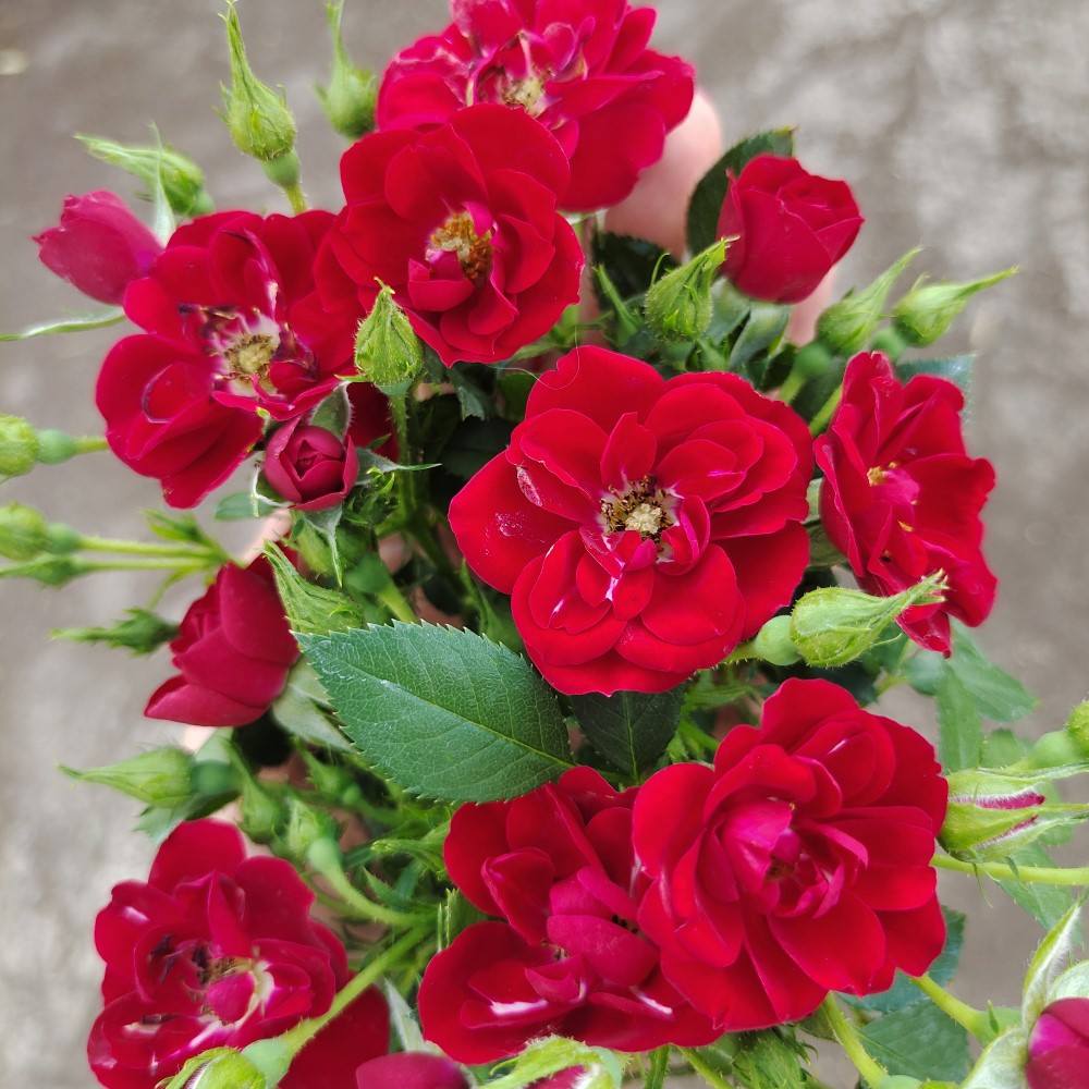 Роза мини шраб почвопокр ФЕРИ РОУТ (красн, 50см), с3