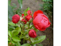 Роза мини шраб РЕД Морсдаг (красн, 50см), с3