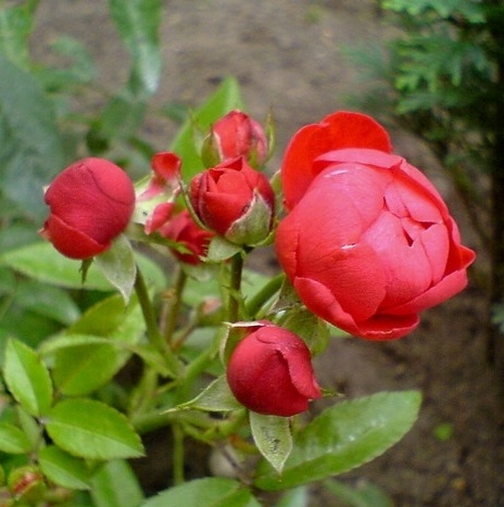 Роза мини шраб РЕД Морсдаг (красн, 50см), с3