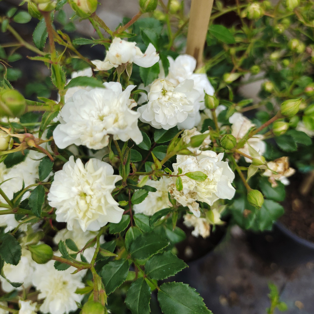 Роза мини шраб Фери Кристал (белая, 50-100см), с3 КС