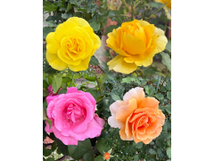 Роза Незнакомка, с4