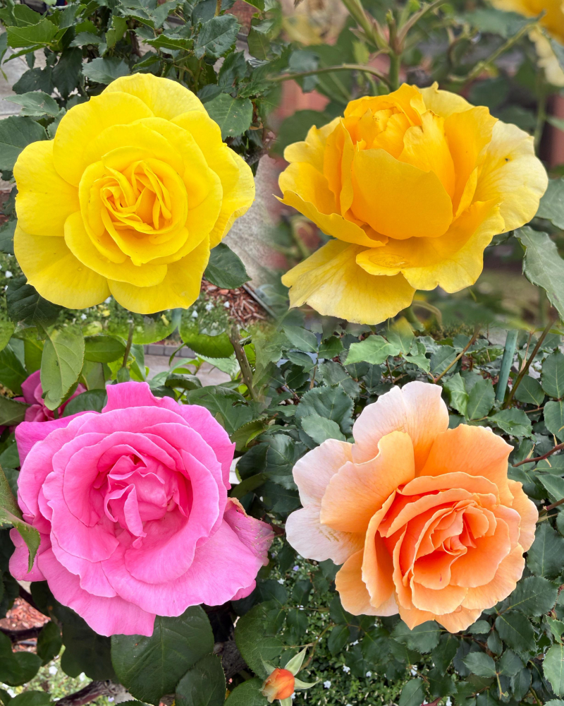 Роза Незнакомка, с4