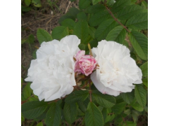 Роза парк канадская Луиза Багнет (бел, 100см), с4 КС