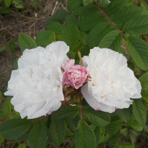 Роза парк канадская Луиза Багнет (бел, 100см), с4 КС