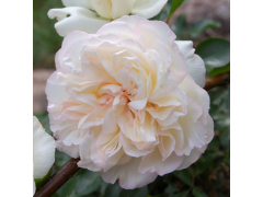 Роза парк шраб Бланк Мейяндекор (бел, 100-150см), с4