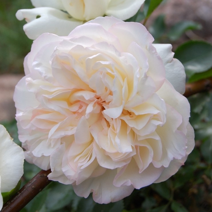 Роза парк шраб Бланк Мейяндекор (бел, 100-150см), с4