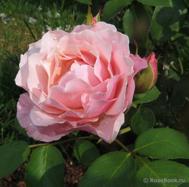 Роза парк япон ДАФНА (св-роз, 100см), с4