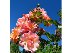 Роза флорибунда Джаз (оранж, 70см), с3 КС