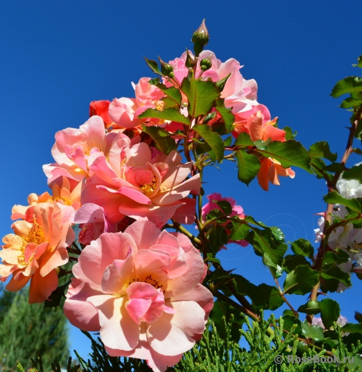 Роза флорибунда Джаз (оранж, 70см), с3 КС