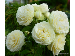Роза флорибунда Лемон Рококо (бел, 100), с4