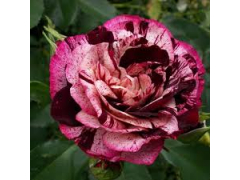 Роза флорибунда Нью Имейджин (малин с бел, 90см) с4