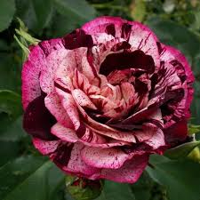 Роза флорибунда Нью Имейджин (малин с бел, 90см) с4