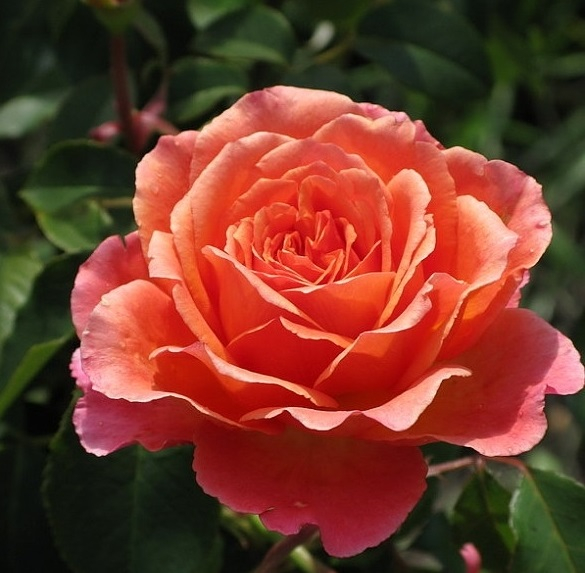 Роза чг Альбрехт Дюрер (оранж-роз, 90см), с4