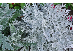 Цинерария морская Сильвердаст, кассета 6шт