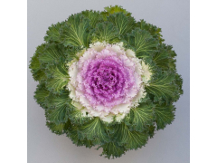 Капуста декоративная Брайт энд Эрли Пинк Биколор, шт