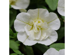 Калибрахоа M.F. Neo Double White Elegance, р9