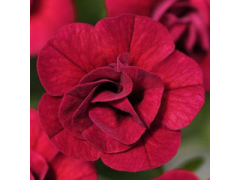 Калибрахоа УНО ДАБЛ РЕД / M.F. Uno Double Red 24, р9