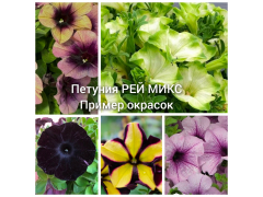 Петуния РЕЙ МИКС / Ray Mix, р9