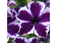 Петуния Крейзитуния КОСМИК ВИОЛЕТ / Crazytunia Cosmic Violet, р9