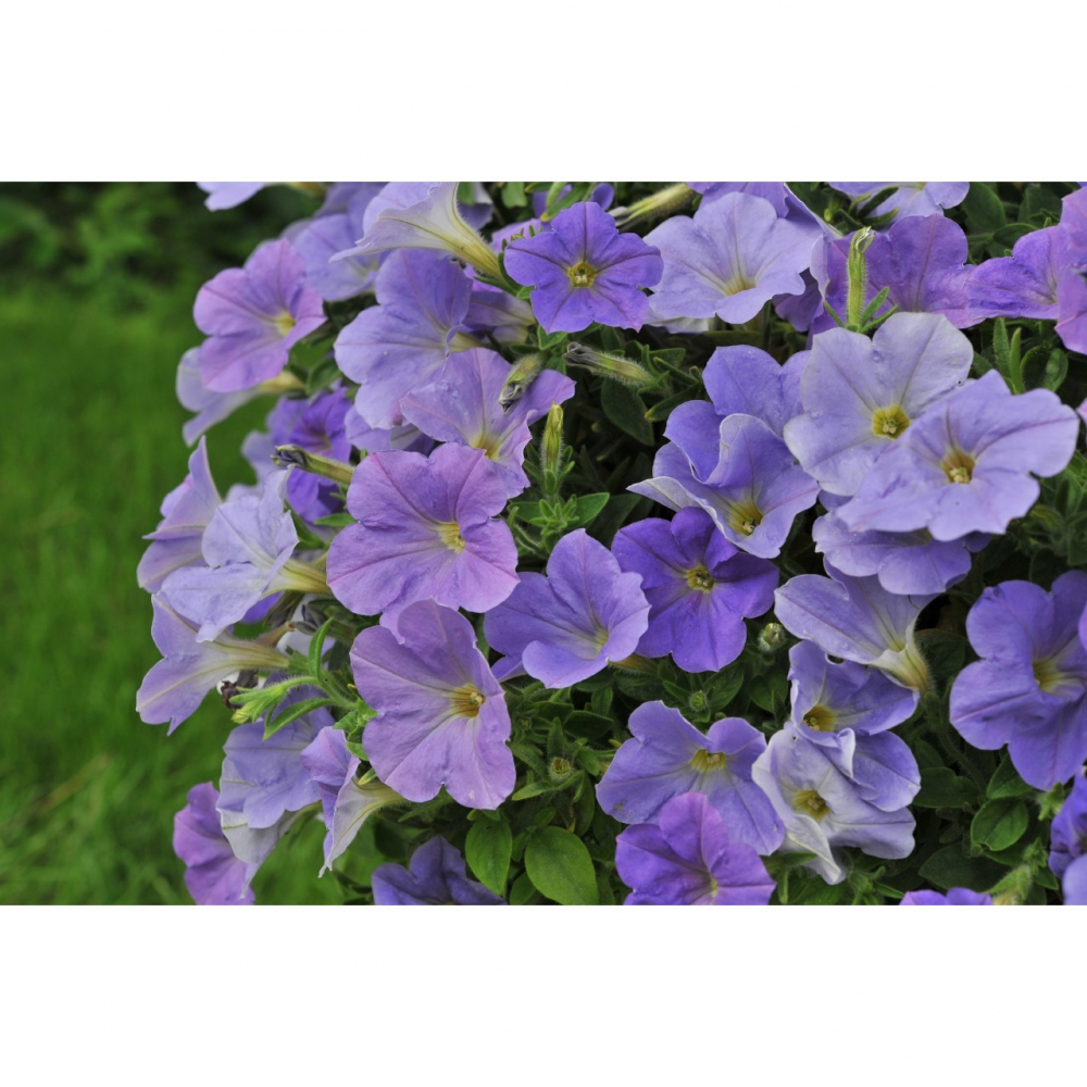 Петуния Свитуния БЛЮ СКАЙ / Sweetunia Blue Sky, р9