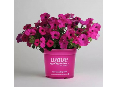 Петуния ампельная Тайдал Вейв Парпл