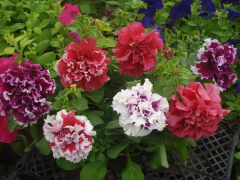 Петуния махровая Дуо Микс