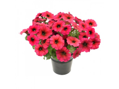 Петхоа Бьютикал Бордо / Beautical Bordeaux, р9