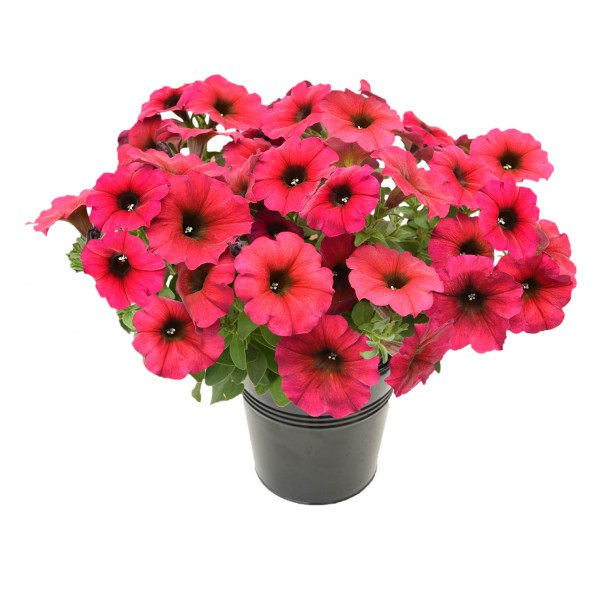 Петхоа Бьютикал Бордо / Beautical Bordeaux, р9