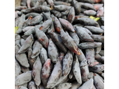 Жимолость Сердце Гиганта, с3