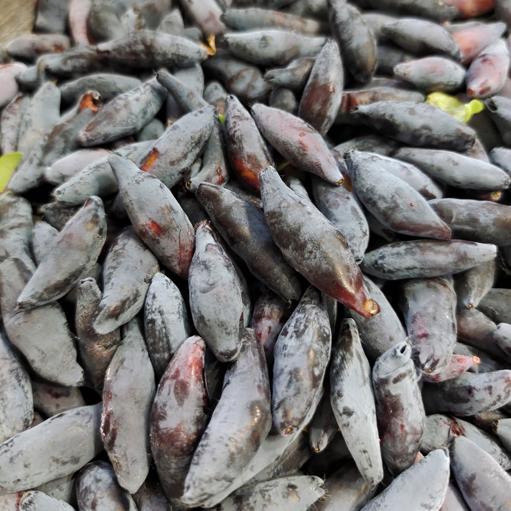 Жимолость Сердце Гиганта, с3