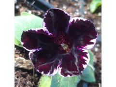 Петуния Крейз. КОСМИК ВИОЛЕТ / Crazytunia Cosmic Violet, р9