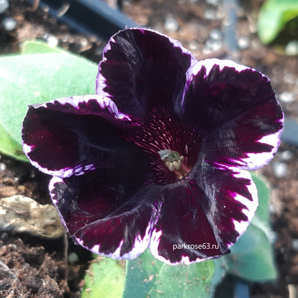 Петуния Крейз. КОСМИК ВИОЛЕТ / Crazytunia Cosmic Violet, р9