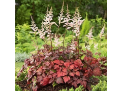 Астильба Колор Флеш / Color Flash, с2