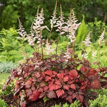 Астильба Колор Флеш / Color Flash, с2