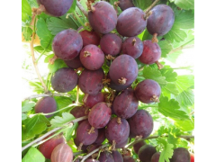 Крыжовник Владил (Командор)