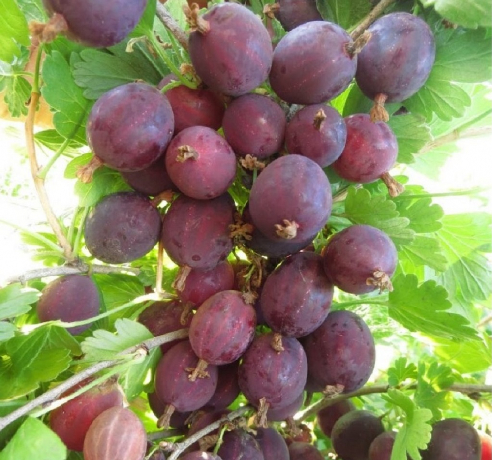 Крыжовник Владил (Командор)