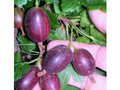 Крыжовник Черносливовый