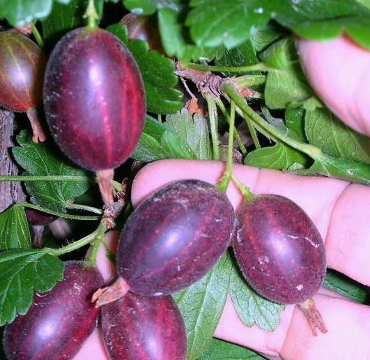 Крыжовник Черносливовый