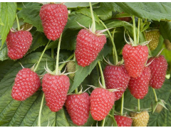 Малина Каскад делайт